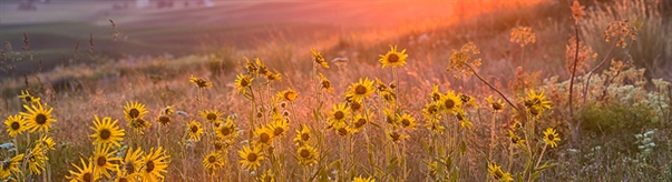 The Week in Funeral News, August 11, 2026
