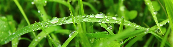 The Week in Funeral News, April 15, 2025