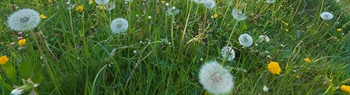 The Week in Funeral News, July 15, 2025