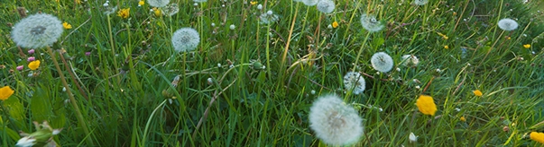 The Week in Funeral News, July 15, 2025