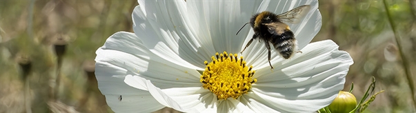 The Week in Funeral News, August 12, 2025