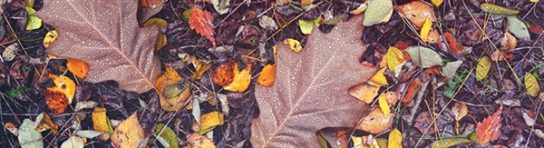 The Week in Funeral News, November 11, 2025