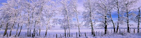 The Week in Funeral News, February 17, 2026