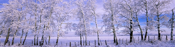 The Week in Funeral News, February 17, 2026