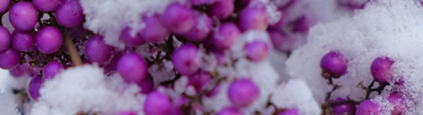 Trust Fund Continued to Grow in 2025