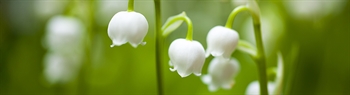 The Week in Funeral News, May 26, 2026