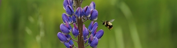 The Week in Funeral News, June 9, 2026