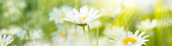 The Week in Funeral News, July 28, 2026
