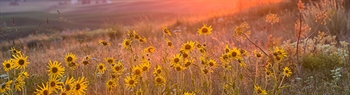 The Week in Funeral News, August 11, 2026