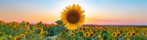 NJSFDA Staff Mourns Death of Colleague