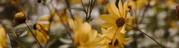 The Week in Funeral News, September 15, 2026