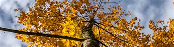 The Week in Funeral News, October 20, 2026